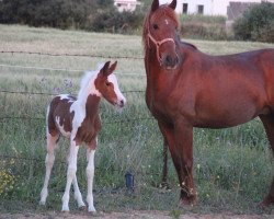 broodmare Doctora BC (Pura Raza Espanola (PRE), 2009, from Taranto XXIII)