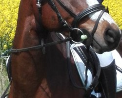 dressage horse Kentucky (German Riding Pony, 2006, from Kennedy WE)