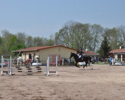 jumper Concity (German Sport Horse, 2008, from Contendro I)