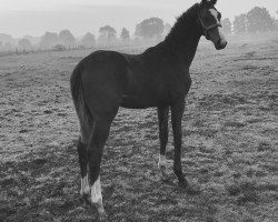 dressage horse Empire (Rhinelander, 2017, from Escolar)