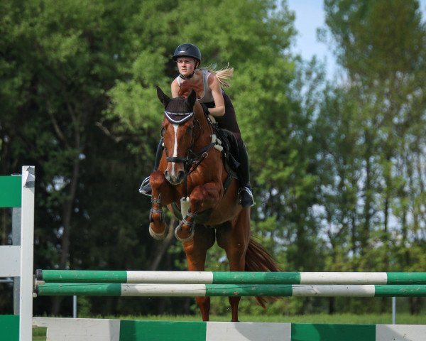 jumper Dorini 3 (Hanoverian, 2008, from Don Frederico)