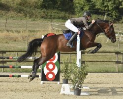 broodmare Vahicya une Prince (Selle Français, 2009, from Lamm de Fétan)