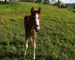 broodmare Lara (Black Forest Horse, 2018, from Weissenbach)