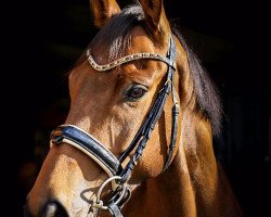 horse Le Beau 68 (Hanoverian, 2011, from Lauries Crusador xx)