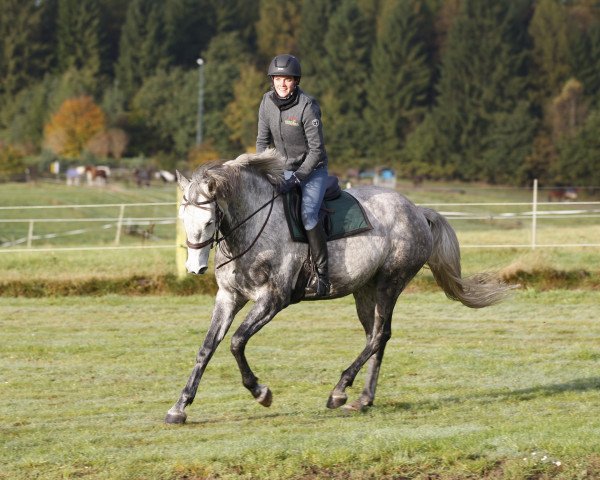 eventing horse Damisela 2 (Holsteiner, 2011, from Quadros 3)