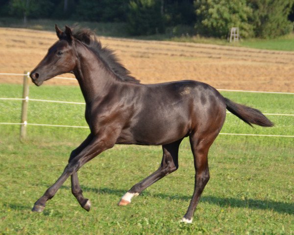 horse Gitana (Württemberger, 2016, from Gardez)