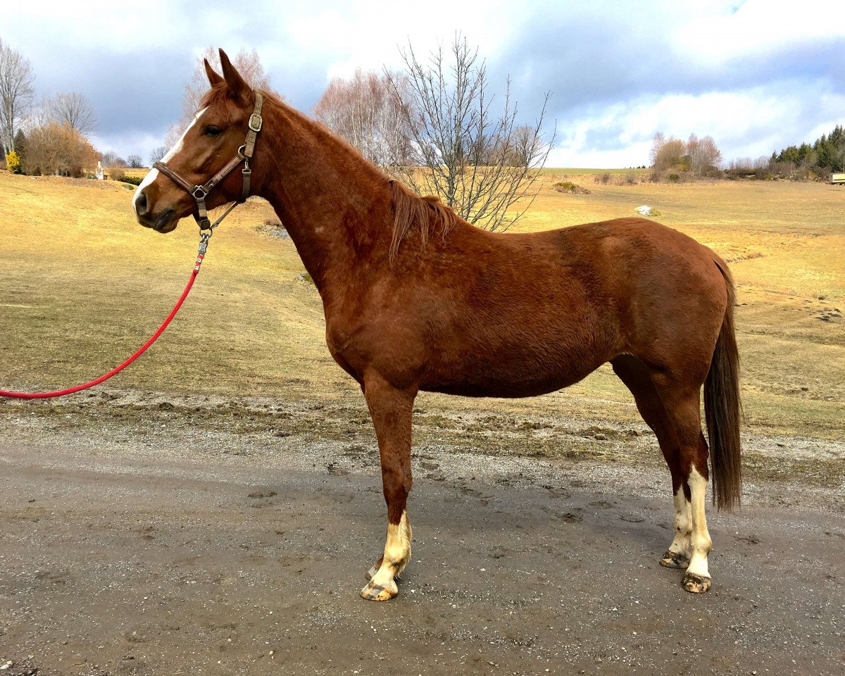 broodmare Abayya von der Wühr (Austrian Warmblood, 2015, from Hym d'Isigny)