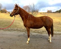 broodmare Abayya von der Wühr (Austrian Warmblood, 2015, from Hym d'Isigny)