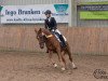 dressage horse Dressed in Gold (German Riding Pony, 2007, from Don Pedro)