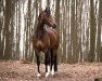 dressage horse Delia Edessa (Westphalian, 2013, from Dankeschön)