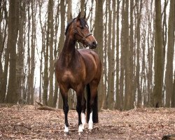 dressage horse Delia Edessa (Westphalian, 2013, from Dankeschön)