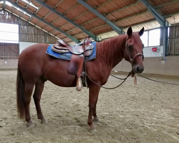 Pferd Smart Skeets Pep (Quarter Horse, 2010)