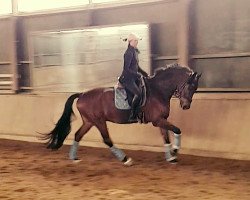 dressage horse Duke 281 (Oldenburg, 2012, from De Kooning)