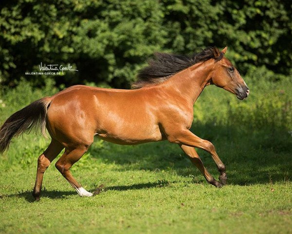 Pferd Chics Smart Reminic (Quarter Horse, 2016)