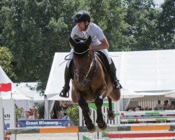 jumper Starinue (Oldenburg show jumper, 2012, from Stakkatol)