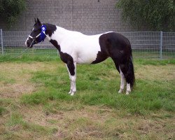 broodmare Broadissima (Paint Horse, 2005, from Broadway BH)