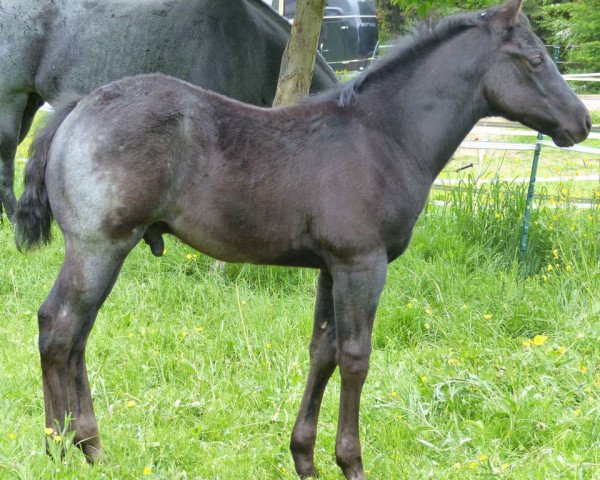 Pferd Tesla Uc Spook (Quarter Horse, 2018)