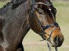 dressage horse Flash Dance 58 (Bavarian, 2008, from Florestano)