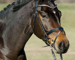 dressage horse Flash Dance 58 (Bavarian, 2008, from Florestano)