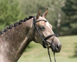 dressage horse Silvermoons Mariechen (Bavarian, 2008, from Silvermoon)