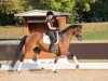 dressage horse Vancouver 56 (Hanoverian, 2011, from L-Vainqueur)