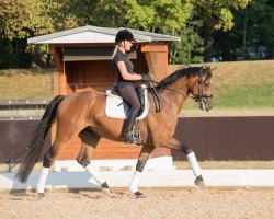 dressage horse Vancouver 56 (Hanoverian, 2011, from L-Vainqueur)