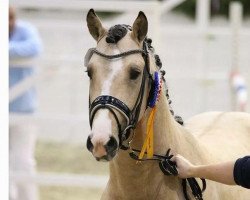 stallion Schierensees Marvel (Little German Riding Horse, 2012, from The Braes My Mobility)