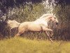 dressage horse Quandoro (German Sport Horse, 2013, from Quaterhall)