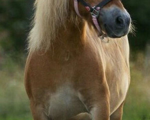 Zuchtstute Fleetwood Ley Ice Cream (Shetland Pony (unter 87 cm), 2002, von Braywood Topaz)