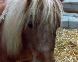 Zuchtstute Fleetwood Ley Buttercup (Shetland Pony (unter 87 cm), 2006, von Fleetwood Ley Good As Gold)