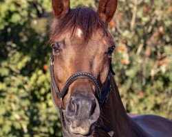 Zuchtstute Kiss me Lady (Trakehner, 2005, von Preussenprinz)