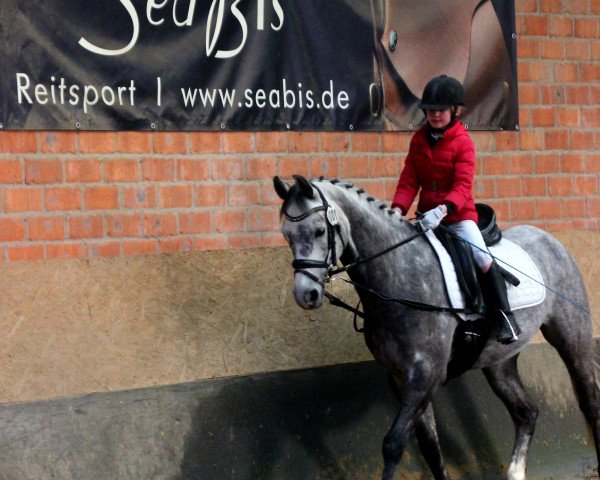 dressage horse Sietlands Grisu (German Riding Pony, 2009, from Greylight)