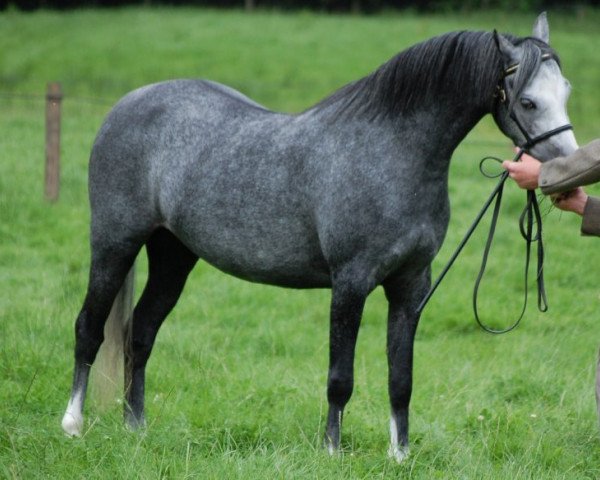 horse Hilin Lorna (Welsh-Pony (Section B), 2008, from Eyarth Tayma)