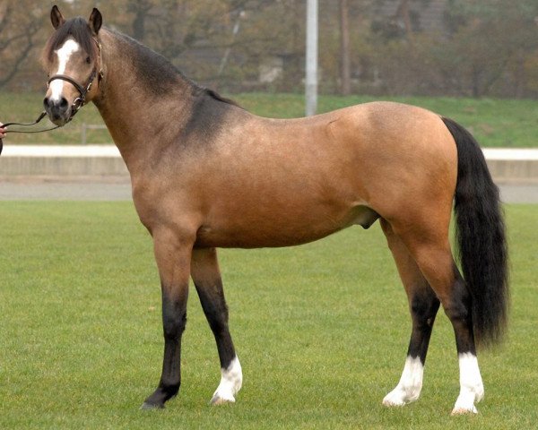stallion Eyarth Jazz (Welsh-Pony (Section B), 2012, from Eyarth Tayma)
