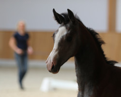 Zuchtstute Colestus Ludger Beerbaum Stutfohlen (Deutsches Reitpferd, 2018, von Colestus)