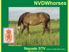 Zuchtstute NAYADE STV (Koninklijk Warmbloed Paardenstamboek Nederland (KWPN), 1995, von Argus)