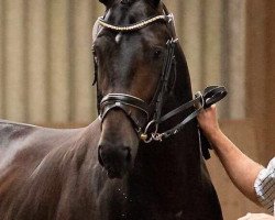 dressage horse Deichwind (Hanoverian, 2015, from Don Index)