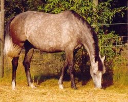 Zuchtstute Jade Stv (KWPN (Niederländisches Warmblut), 1991, von Uniform)