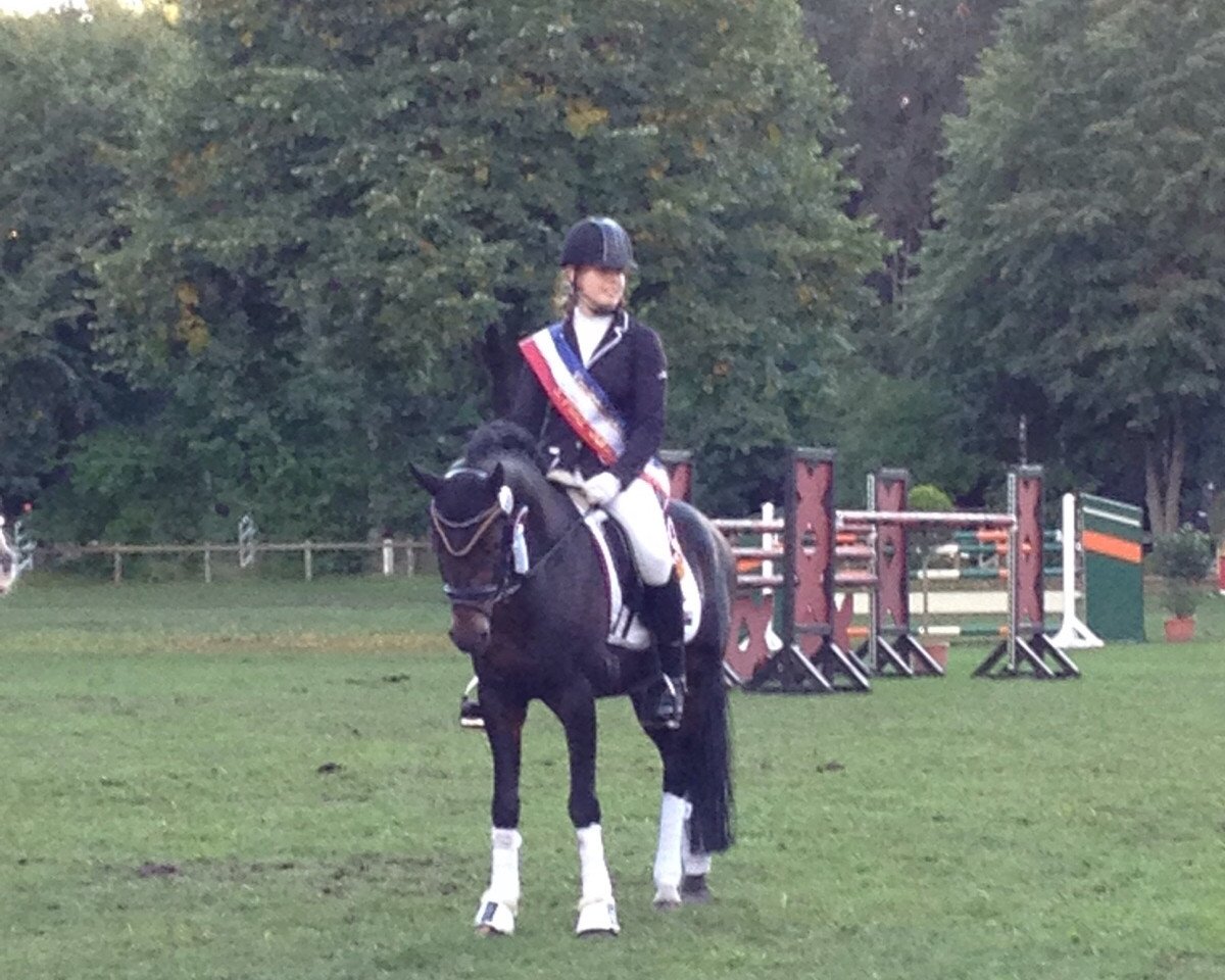 stallion Never Forget (German Riding Pony, 2006, from Niveau)
