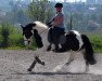 Dressurpferd Tara von Götzenstein (Tinker / Irish Cob / Gypsy Vanner, 2010, von Tonka vom Götzenstein)