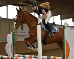 Springpferd Dedicace du Chéri Vivier (Belgisches Warmblut, 2003)