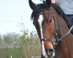 jumper Emilio 91 (Hanoverian, 2005, from Escudo I)