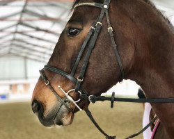 horse Coy Z (Zangersheide riding horse, 2003, from Coriano)