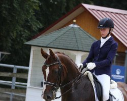 dressage horse Freek D'Arx (Oldenburg, 2011, from Fuechtels Floriscount OLD)