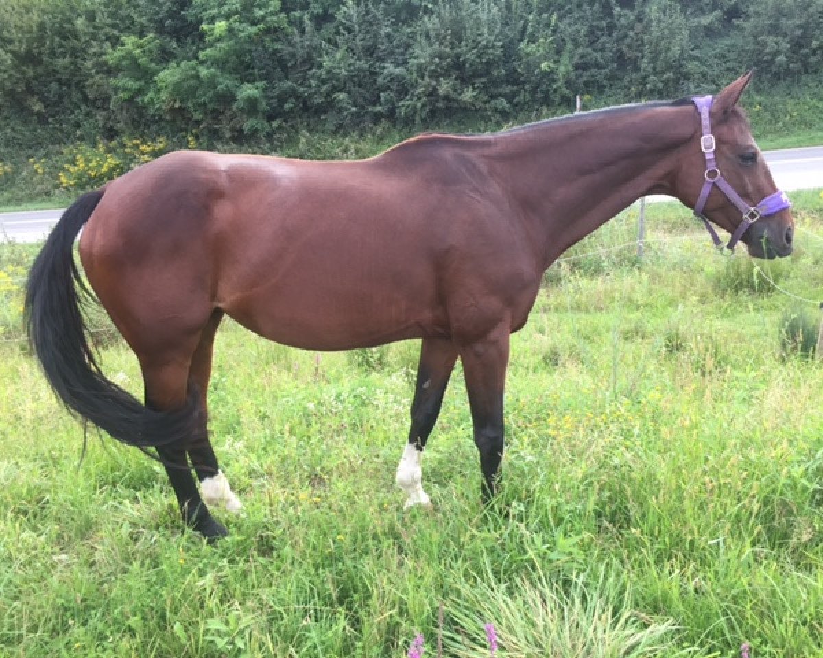 broodmare Royal Finja (Finja 99) (Westphalian, 2005, from Farbenfroh)