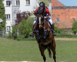 jumper Catja`s Hoffnung (Hanoverian, 2012, from Crazy true Colour)