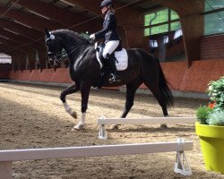 dressage horse Ron Deliano (Hanoverian, 2011, from Royal Classic I)