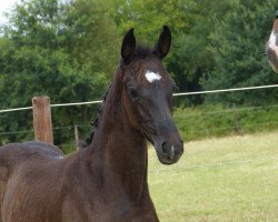 broodmare Sunshine (Westphalian, 2018, from Secret)