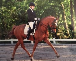 dressage horse Lemonchello (Rhinelander, 2009, from Lord Loxley I)