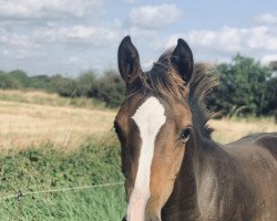 Pferd Stute von Casall / Quirado (Holsteiner, 2021, von Casall)